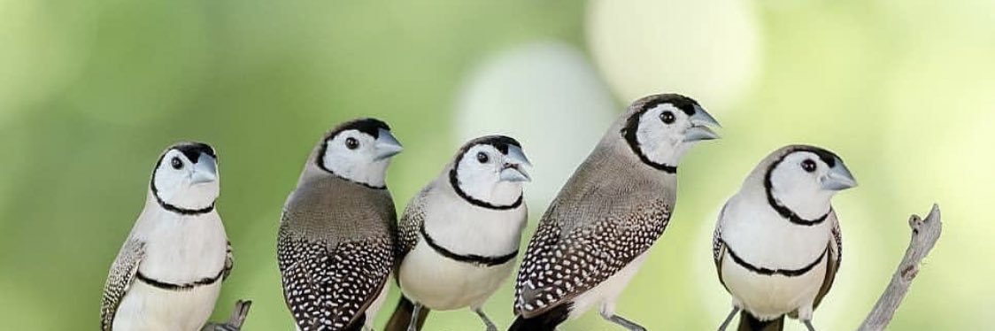 stridentsoprano's profile banner image