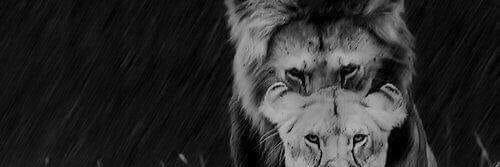 roronunez82's profile banner image
