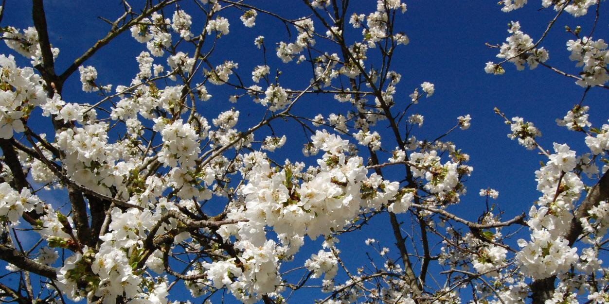 Sapina101's profile banner image