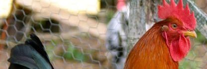 Cock banner