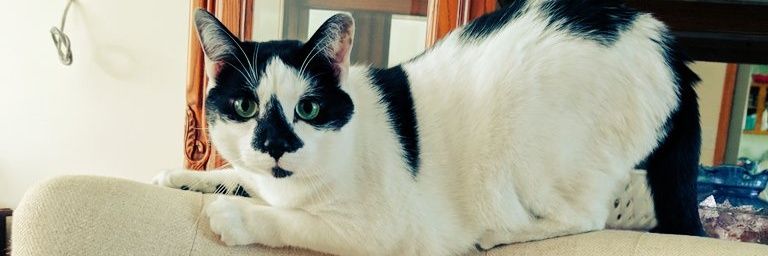 TUXIES©️🇵🇸 free PALESTINE 🌈annie🕯️kate's banner