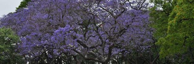 Victoria Boelman banner