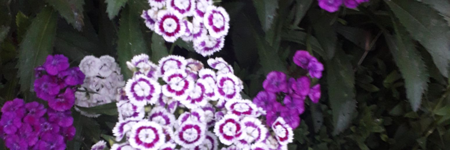 lugesya67's profile banner image