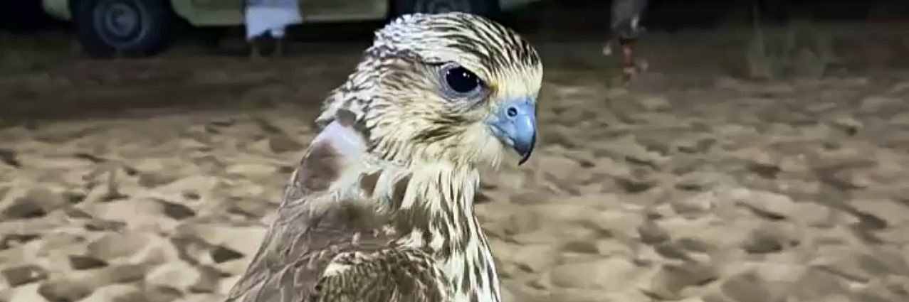 هــاوي . banner