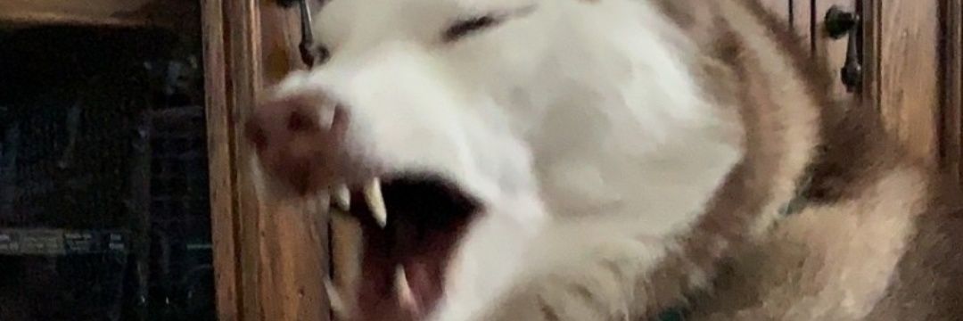 IanShea15402644's profile banner image