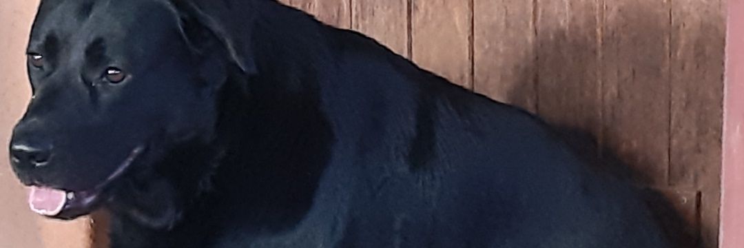 misstammy_za's profile banner image