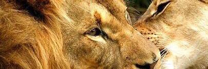 lion1872's profile banner image