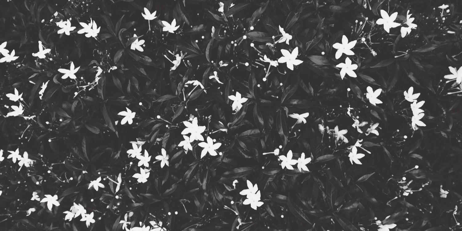 LittleBunnyCat's profile banner image