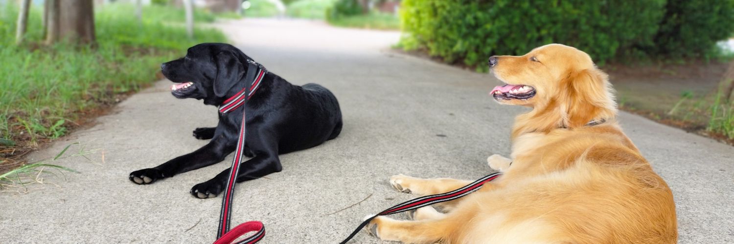 不動産経営リサーチャー（大型犬飼い）@ENTJ banner