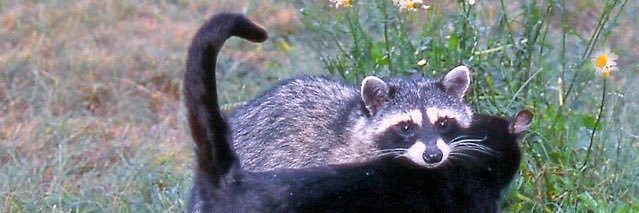 tavasshell's profile banner image