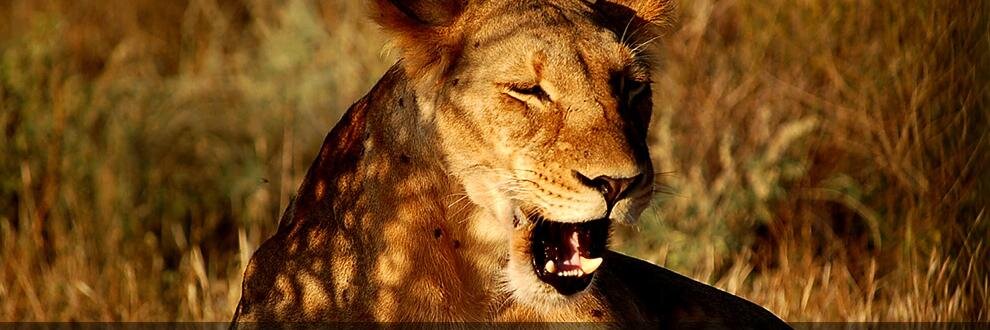 naturesafaris's profile banner image