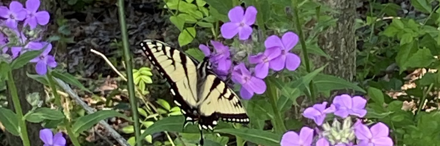 Shari Snyder Pollack banner
