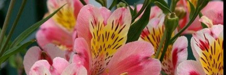 danielal___'s profile banner image