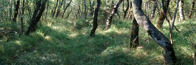 Jure Sah 🇪🇺🇸🇮 banner