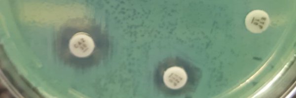rannirpaz1 Profile Banner
