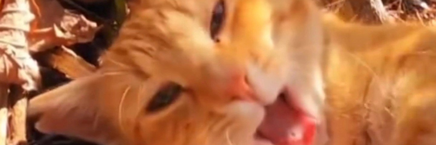 DarlinLua's profile banner image