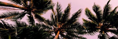 KiMasiles's profile banner image