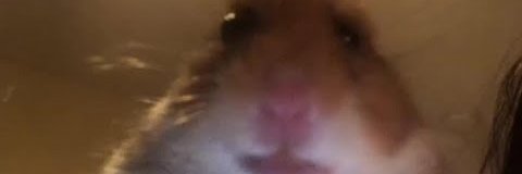 reeeeXcs's profile banner image