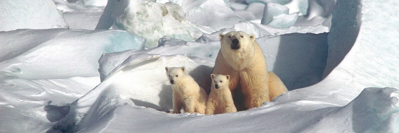 Biodiversity & Ecosystem Futures (BEF) banner