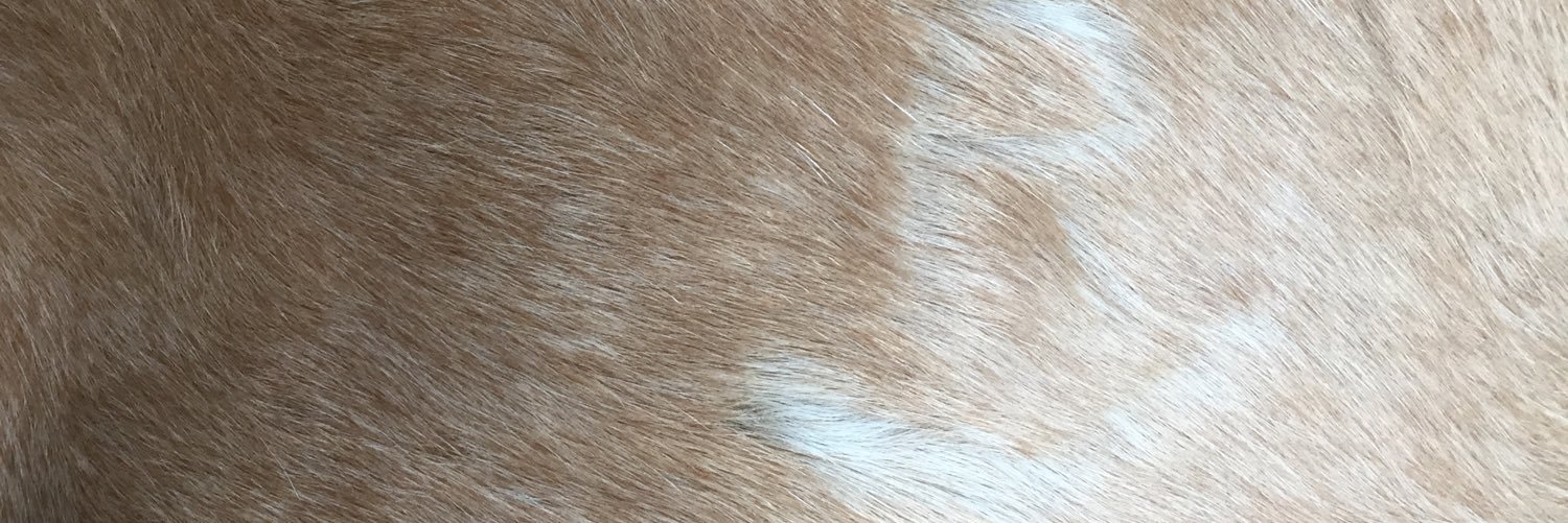 libby_looney's profile banner image