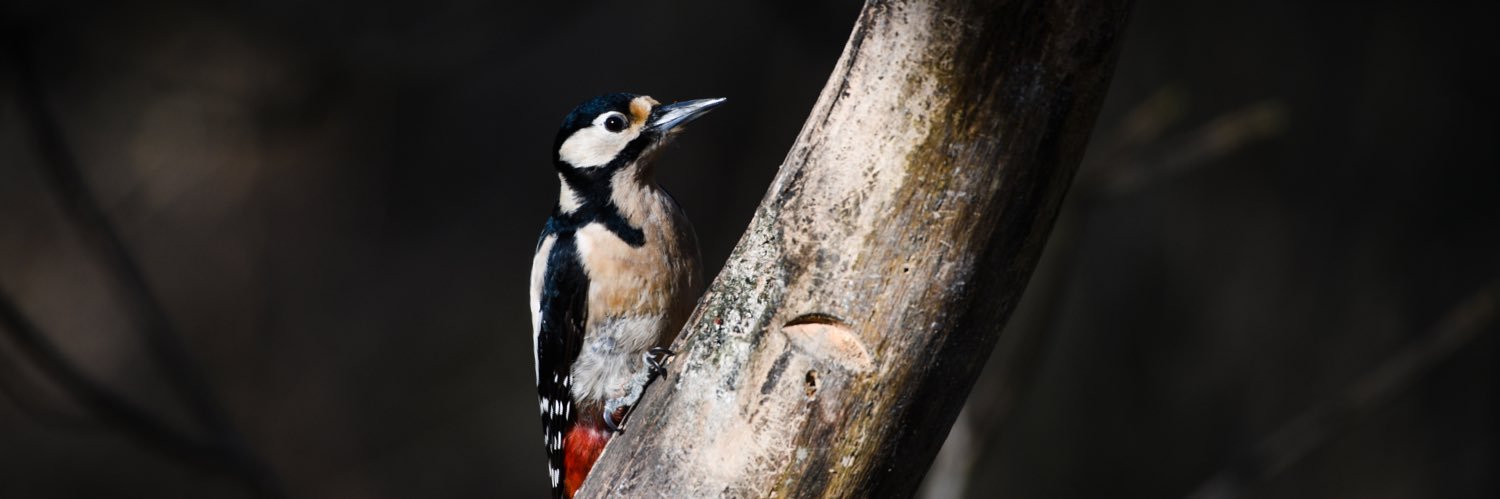 Go Wild Scotland banner