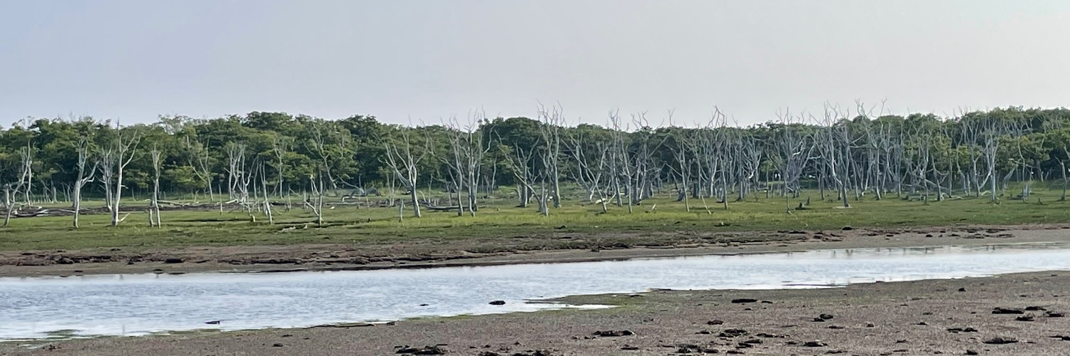 北の小びと🏔 banner