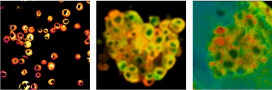 Quantitative Optical Imaging Lab banner