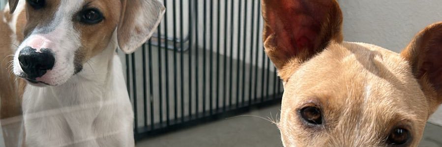 VSerencovich's profile banner image