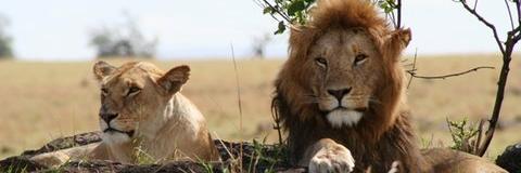 PrideEscrow's profile banner image