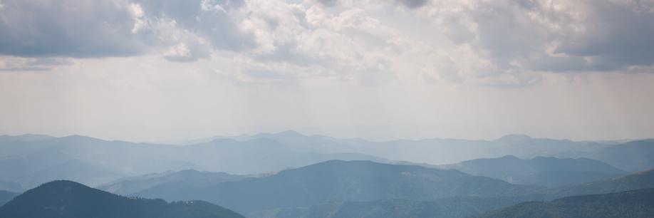 дикая дрянь-трава banner