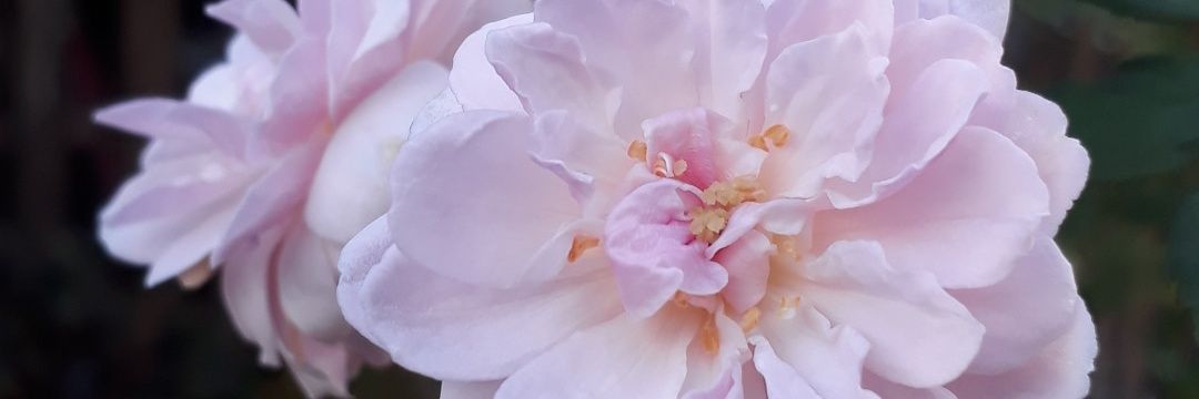 akitachan18's profile banner image