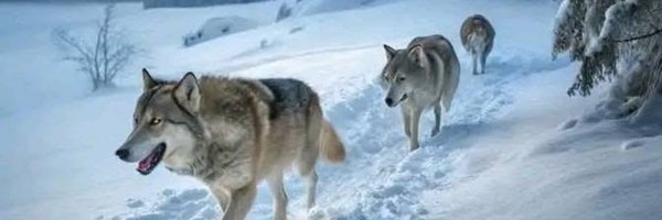 Doorsfanatic Profile Banner