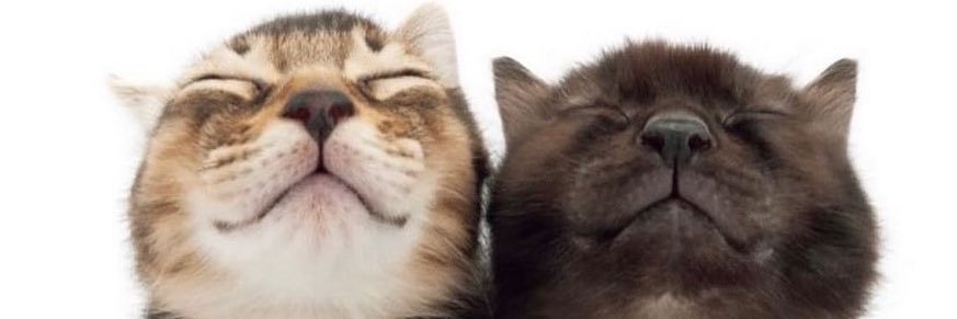 giovanni🇵🇸 banner