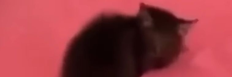 OooRarara's profile banner image