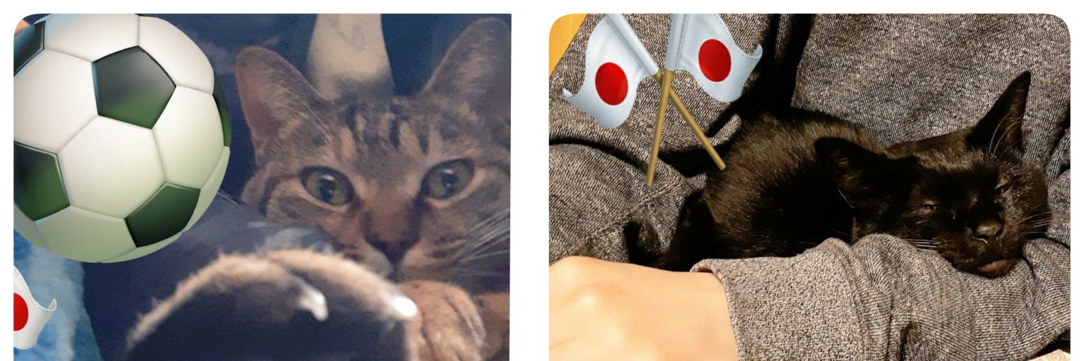 ごまぴー(ピーちゃん)🐈💨🐾 banner