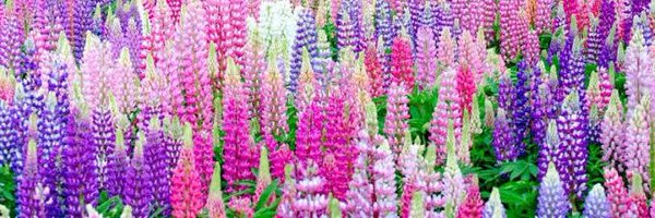 xsquariusx Profile Banner