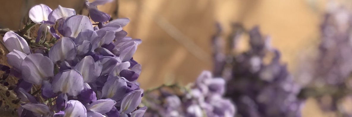 Luz Meléndez banner