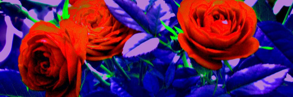 ZombieRozz's profile banner image