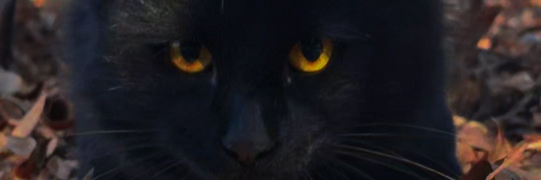 Vickymorales40's profile banner image