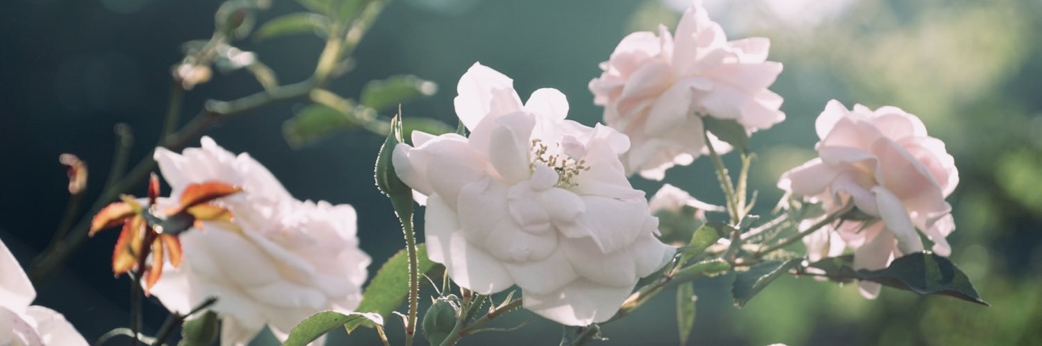 TeayaaaTeay's profile banner image