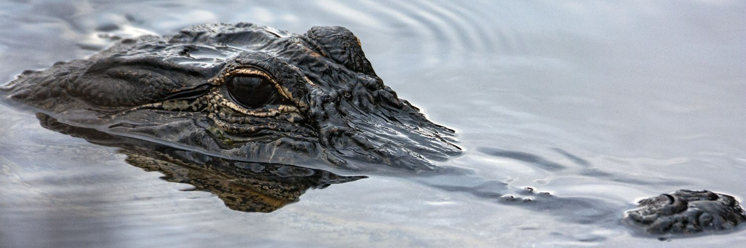 PhotographicFloridian's banner