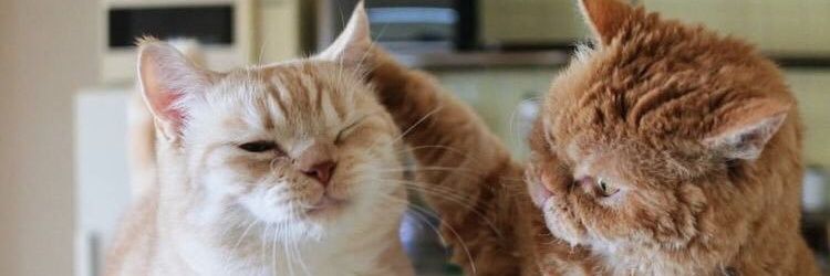 ความรักของป๊า🐱 banner