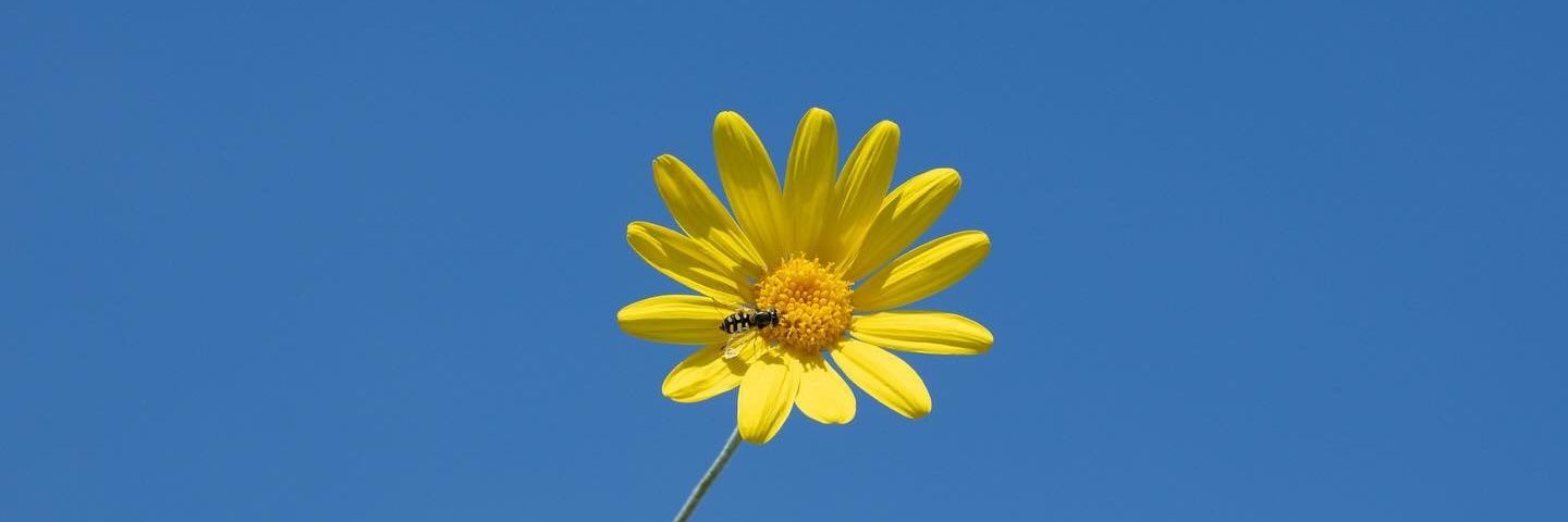 laverlaaa's profile banner image