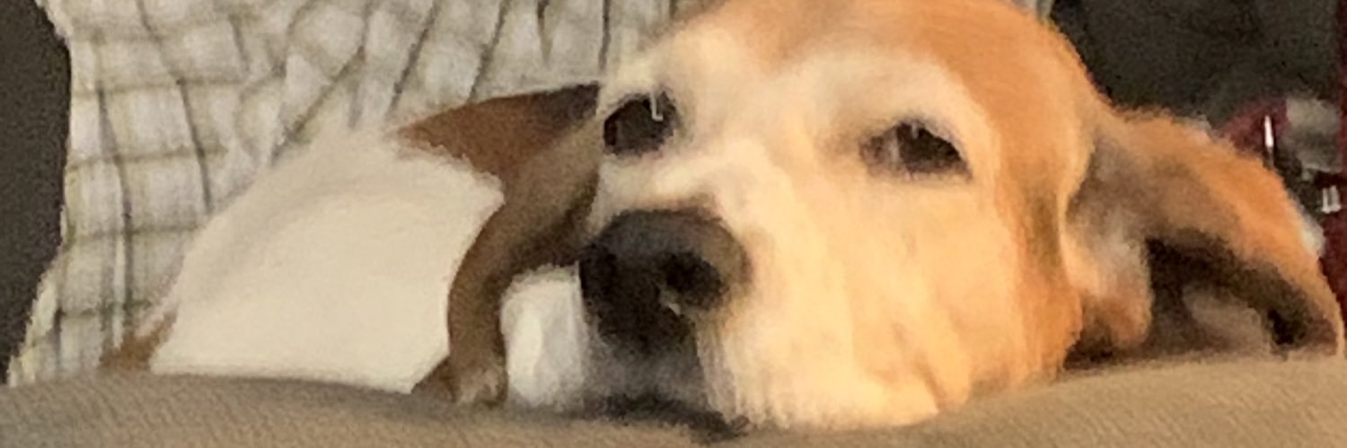 NancyEFinn's profile banner image