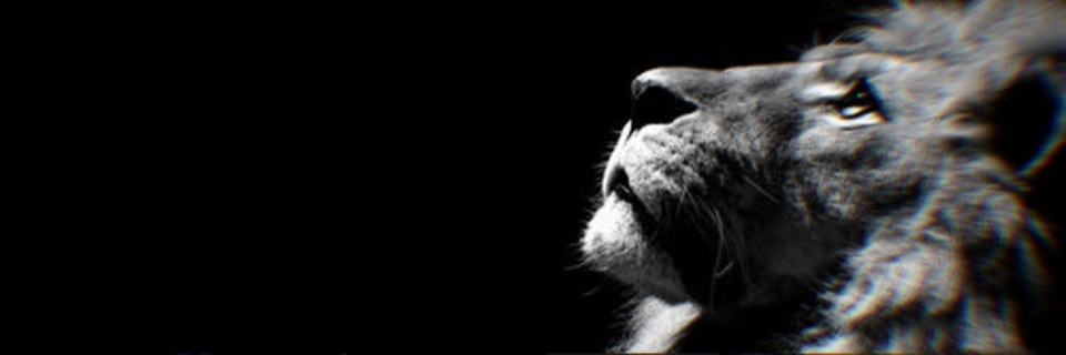 NelilyK0rda's profile banner image