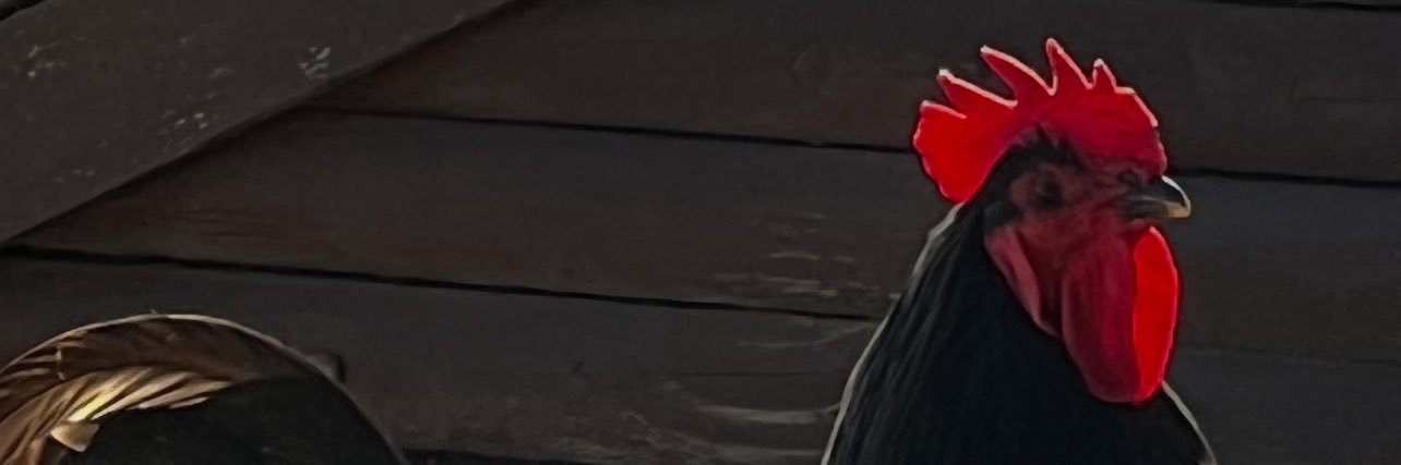 Dr. Chicken banner