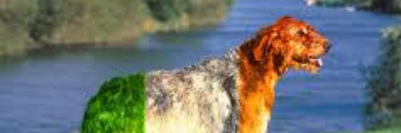 Darren Murphy banner