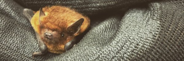 JohnsonGrace01 Profile Banner