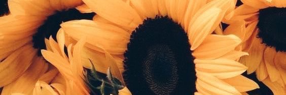 claucook97's profile banner image