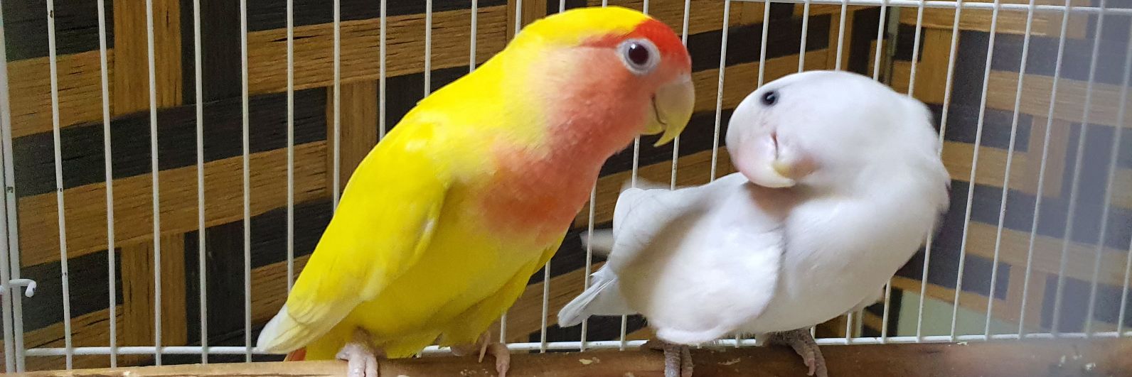 مهند مربي طيور 🦜 banner